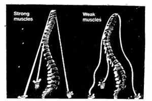 Core Muscles should support the Spine