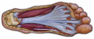 plantar fascia